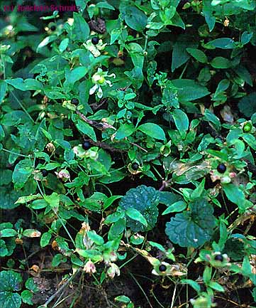 Silene baccifera