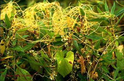 Cuscuta gronovii