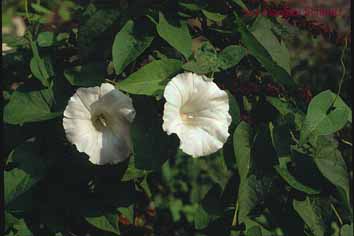 Calystegia sepium