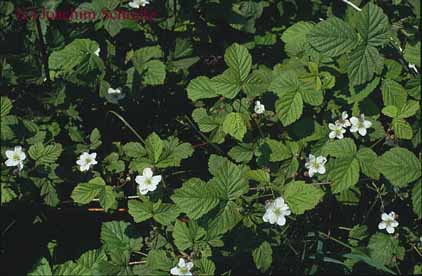 Rubus caesius