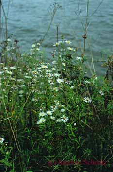 Aster parviflorus