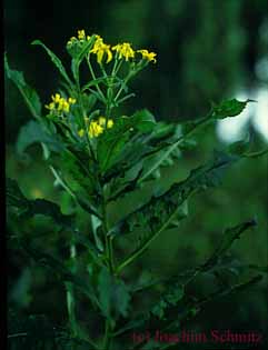 Senecio sarracenicus