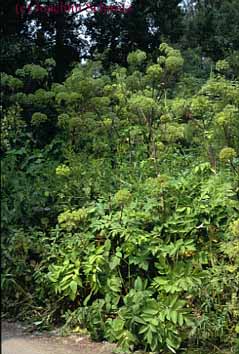 Angelica archangelica ssp. litoralis