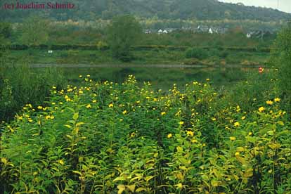 Helianthus tuberosus