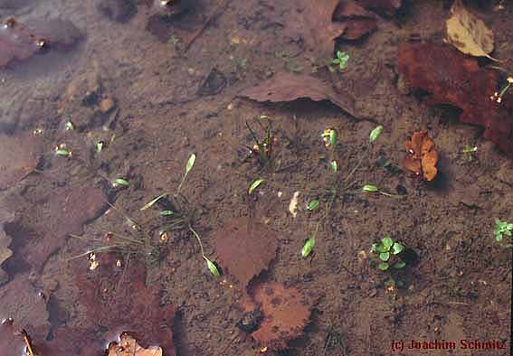 Cypero-Limoselletum