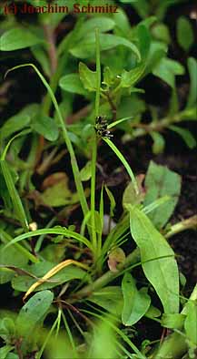 Cyperus fuscus