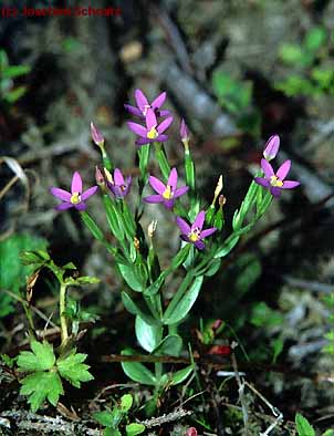 Centaurium pulchellum