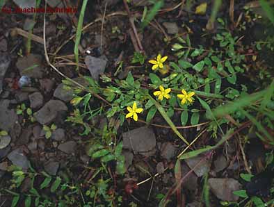 Hypericum humifusum