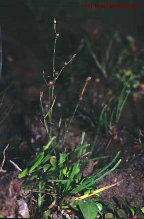 Juncus tenageia