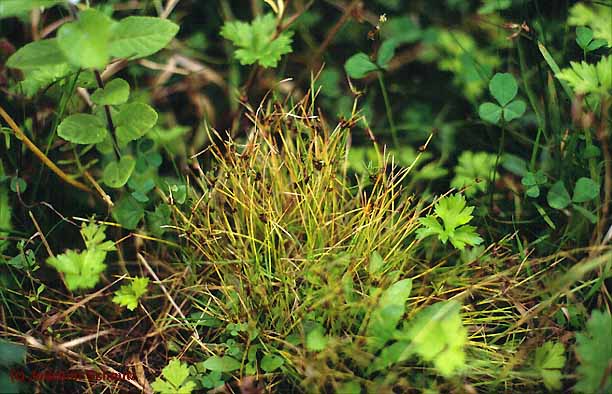 Isolepis setacea