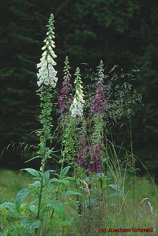 Digitalis purpurea