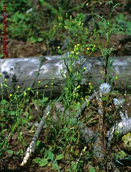 Senecio sylvaticus