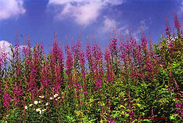 Epilobium angustifolium