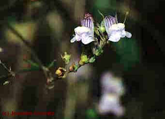 Linaria repens