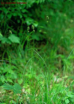 Carex pairae