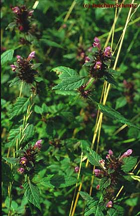 Galeopsis tetrahit