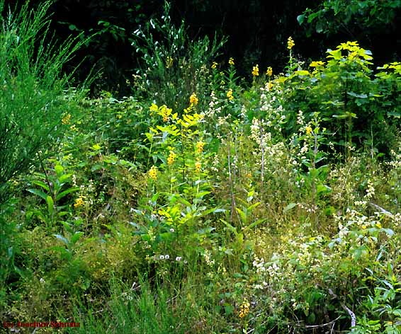 Calamagrostio-Digitalietum grandiflorae