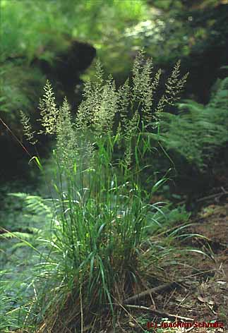 Calamagrostis arundinacea