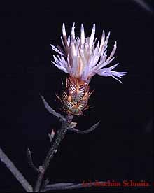 Centaurea diffusa