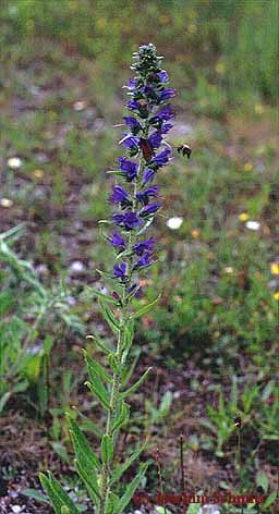 Echium vulgare