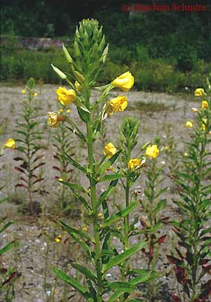 Oenothera biennis