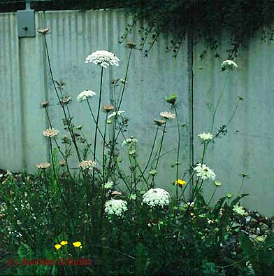 Daucus carota