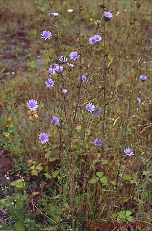 Cichorium intybus