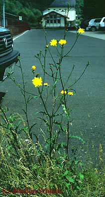 Picris hieracioides ssp. hieracioides