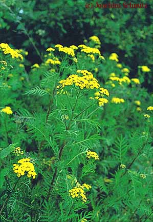 Tanacetum vulgare