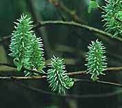 Salix caprea