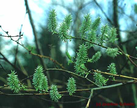 Salix caprea