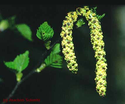 Betula pendula