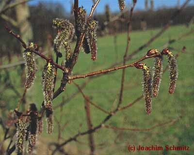 Populus tremula