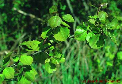 Populus tremula