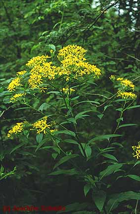 Senecio ovatus