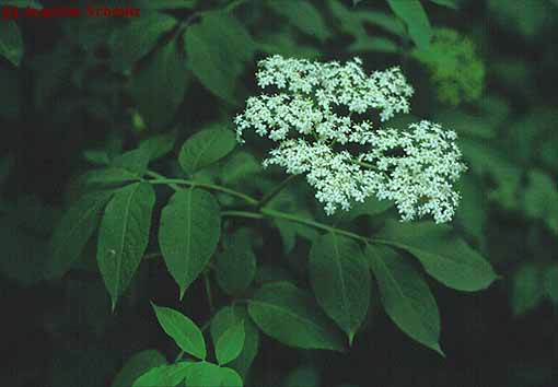 Sambucus nigra