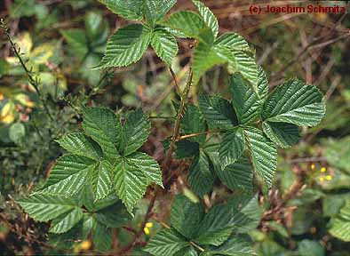 Rubus scissus