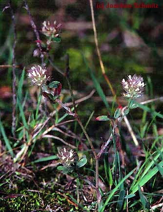 Trifolium striatum