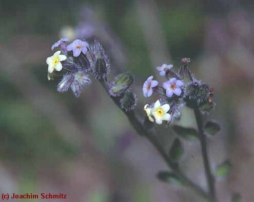 Myosotis discolor