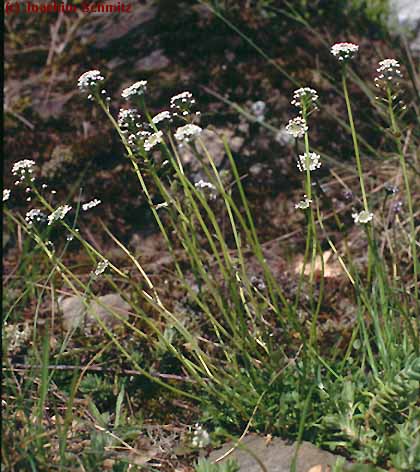 Teesdalia nudicaulis