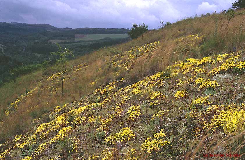 Airo-Festucetum ovinae