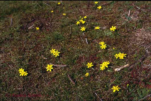 Gagea bohemica ssp. saxatilis