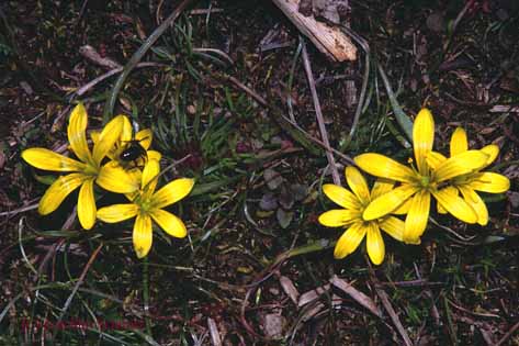 Gagea bohemica ssp. saxatilis