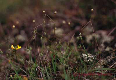 Spergula pentandra