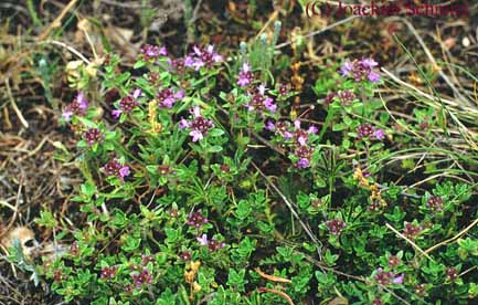 Thymus praecox ssp. hesperites