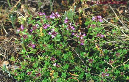 Thymus praecox ssp. hesperites