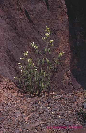 Galeopsis segetum