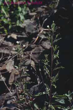 Epilobium lanceolatum