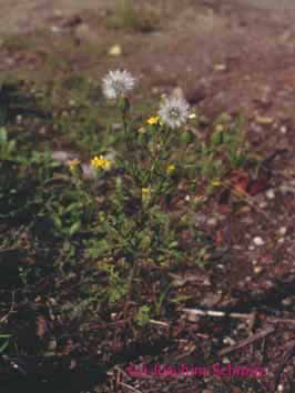 Senecio viscosus