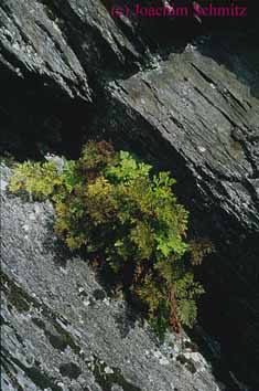 Cryptogramma crispa